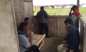 Tanaman dan Rumah Sawah Warga di Wonomulyo Dirusak Orang