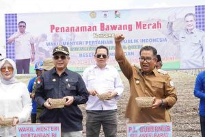 Hadiri Panen Bawang di Majene , Wamentan Siap Dukung Peningkatan Produksi Petani Bawang