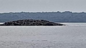 Fenomena Alam di Tanimbar Pasca Gempa M 7,5 Muncul Sebuah ‘Pulau’