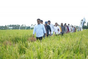 Enam Kabupaten di Sulbar Bakal Terima Alat Pertanian Combine Harvester