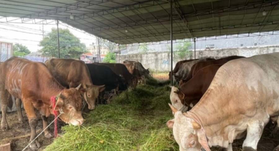 Sapi Milik Warga Wonomulyo Dipilih Jokowi untuk Kurban