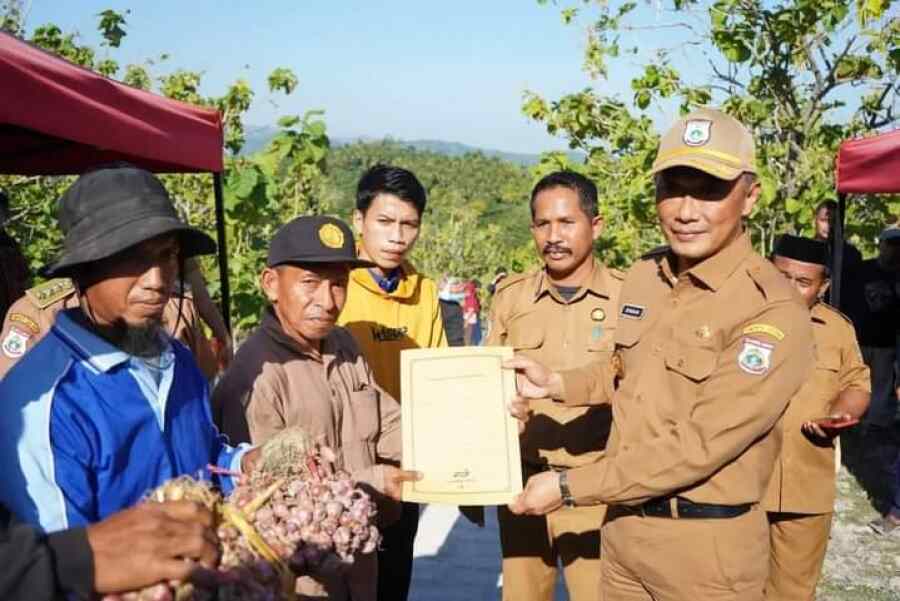 Budidaya Bawang Merah di Polman