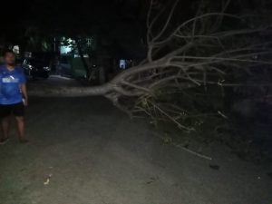 Angin Kencang, 1 Pohon Tumbang dan Menghalangi Akses Jalan Warga