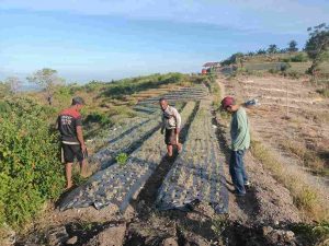 Krisis Air Dampak Kemarau Panjang, Tanaman Petani Gagal Panen
