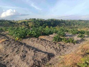 Petani Di Majene Tunda Tanam Akibat Dampak El Nino