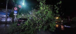Pohon Tumbang Timpa Mobil Di Majene Dan Menutup Jalan Trans