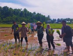 Produksi Gabah Kering Giling di Sulbar Diproyeksi 39.096 Ton
