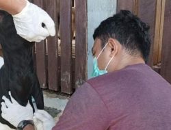 Cegah Penyakit Berbahaya yang Bisa Menular ke Manusia, 18 Kambing di Mamuju Diperiksa