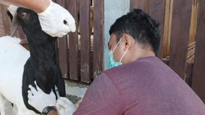 Cegah Penyakit Berbahaya yang Bisa Menular ke Manusia, 18 Kambing di Mamuju Diperiksa