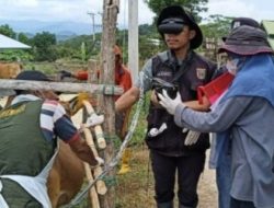DTPHP Sulbar Periksa Sejumlah Sapi Bunting di Beroangin