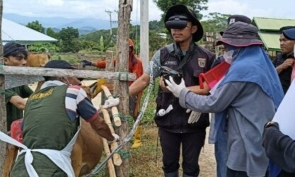 Dinas TPHP Sulbar Periksa Kebuntingan Ternak Sapi di IPTU Beroangin