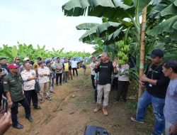Siap Siap Kembangkan Pisang Cavendish, Pj Bahtiar Ajak OPD Sulbar ke Lahan Pisang Cavendish di Bone yang Siap Ekspor