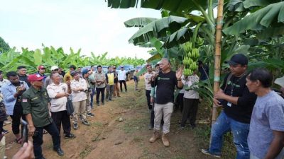 Siap Siap Kembangkan Pisang Cavendish, Pj Bahtiar Ajak OPD Sulbar ke Lahan Pisang Cavendish di Bone yang Siap Ekspor