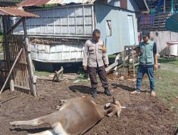 Polsek Banggae Dan Dinas Peternakan Langsung Menuju Lokasi Sapi Ternak Warga Yang Mati Secara Misterius