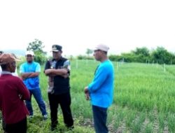 Pj Gubernur Sulbar Bahtiar “kejar” Petani Bawang, “Gunung pun Kudaki”