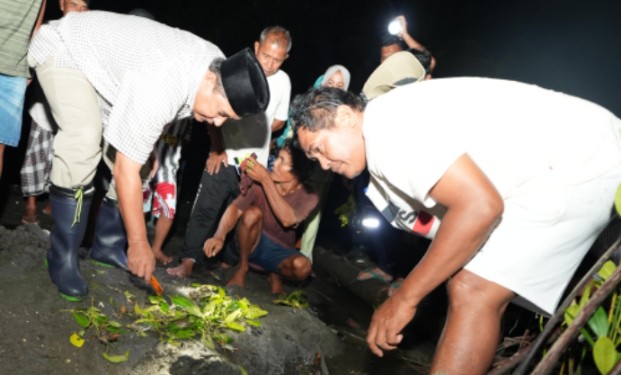 Kepiting bakau sumare