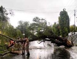 Angin Kencang, Pohon Tumbang Tutup Jalur Trans Sulawesi