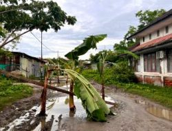 Protes Jalan Rusak, Warga Tanami Pohon Pisang di Jalan Samping Rektorat Unsulbar