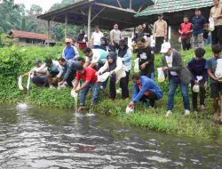 Seratus Ribu Benih Ikan Nila Disebar di Kali Mamuju, Masyarakat Bisa Menangkapnya?