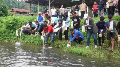 Seratus Ribu Benih Ikan Nila Disebar di Kali Mamuju, Masyarakat Bisa Menangkapnya?