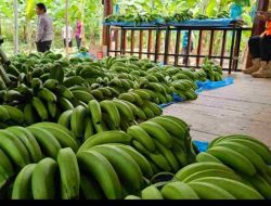 Tanah Subur Sulbar, Pisang Cavendish Panen Dua Bulan Lebih Cepat