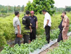 Inspirasi Kawasan Terpadu Cabe Salo Dua Enrekang, Akan Dikembangkan di Sulbar