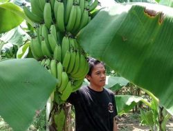 Program Pj. Bahtiar Berhasil, 4 Petani Sulbar Bakal Raup 1 Miliar Hasil Panen Cavendish