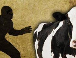 Warga Garogo Kehilangan Seekor Sapi: Ada yang Curi?