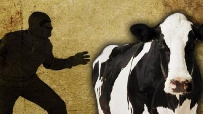Warga Garogo Kehilangan sapi