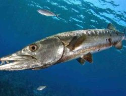 Ikan Barakuda (Anasar) dan Kandungan Gizinya