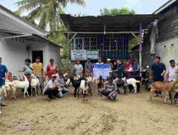DinasTPHP Sulbar Distribusikan Bantuan Ternak Kambing untuk Dukung Program Gubernur dan Wagub Sulbar