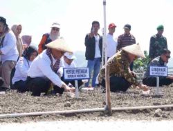 Gubernur Sulbar dan Mentan Amran Komitmen Kembangkan Bawang Merah di Majene