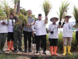 Pesta Panen Padi di Kalukku, Wagub Sulbar Targetkan Produktivitas Padi Setara Jawa, Fokus Perbaikan Irigasi