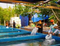 DKP Sulbar Salurkan Ribuan Bibit Ikan Nila, Dukung Ekonomi dan Perangi Stunting