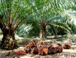 KPM Matra Ungkap Ada Dugaan Pemalsuan GS Sertifikat SHGU PT. Mamuang di Pasangkayu