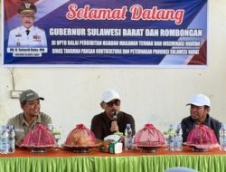 Dinas TPHP Sulbar Optimis Pengembangbiakan Kambing di Kalukku Jadi Peluang PAD
