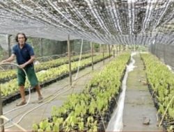 Dorong Swasembada Bibit Kakao, Dinas Perkebunan Sulbar Produksi 10.000 Bibit Kakao Unggul ICRI 08H untuk Petani