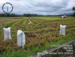 UPTD PSDA Sukses Hidupkan Irigasi Buttu Pana, Produktivitas Petani Melonjak*Panen Raya Pertama Setelah Puluhan Tahun, Petani Buttu Pana Rasakan Manfaat Irigasi Merata