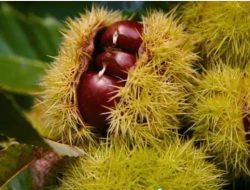 Rambutan Hutan: Si Buah Liar yang Kaya Gizi dan Khasiat Menakjubkan