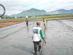 UPTD PSDA PUPR Sulbar Lakukan Tahap Persemaian: Pembukaan Irigasi Terjadwal untuk 200 Ha Sawah di Kecamatan Tapango