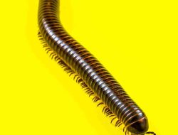 Waspada! Cara Mengatasi Kaki Seribu Masuk Rumah