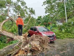 Regu 4 Posko Siaga Darurat BPBD Sulawesi Barat Respons Cepat Tangani Pohon Tumbang di Depan Kantor Dinas Perhubungan Sulbar