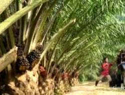 PT Sumber Bunga Sawit Lestari, Diduga Langgar Permentan dan Rampas Lahan Masyarakat 