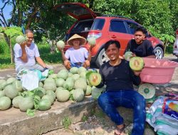SDK–JSM Dorong Ketahanan Pangan, UPTD BBTPH DINAS TPHP Langsung Tancap Gas Panen Melon”