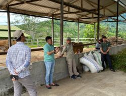 Kepala Dinas TPHP Sulbar Kunjungi UPTD BPHMT-IB IPTU Beroangin, Dorong Penguatan Bibit Unggul Ternak