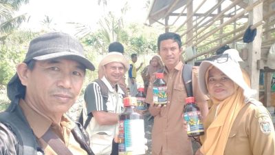 Tanggap Darurat Serangan Ulat Grayak, DTPHP Sulbar Laksanakan Gerdal OPT pada Lahan Bawang Merah di Polman