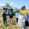 UPTD BBTPH Panen Calon Benih Padi Genja, Dukung Kemandirian Pangan Sulbar