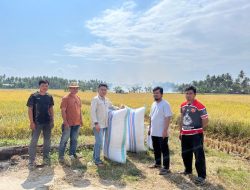 UPTD BBTPH Provinsi Sulawesi Barat Persiapkan Calon Benih Padi untuk Pertanaman Pasca El Nino