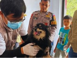 Peringati World Rabies Day 2026, DTPHP Sulbar Gelar Vaksinasi Gratis HPR